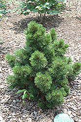 Irish Bell Bosnian Pine (Pinus heldreichii 'Irish Bell') at Stonegate Gardens
