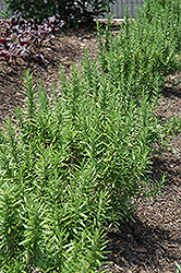 Spice Islands Rosemary (Rosmarinus officinalis 'Spice Islands') at Lakeshore Garden Centres