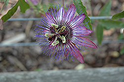 Jeanette Passion Flower (Passiflora 'Jeanette') at A Very Successful Garden Center