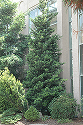 Japanese Yew (Podocarpus macrophyllus) at Lakeshore Garden Centres