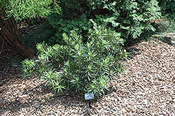 Meta Japanese Yew (Podocarpus macrophyllus 'Meta') at A Very Successful Garden Center