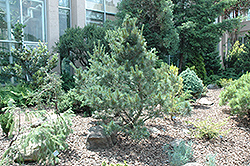 Elf White Pine (Pinus strobus 'Elf') at Stonegate Gardens