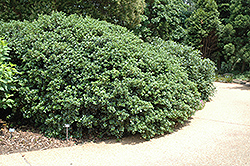 Roundleaf False Holly (Osmanthus heterophyllus 'Rotundifolius') at Stonegate Gardens