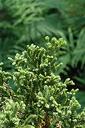 Congesta Japanese Cedar (Cryptomeria japonica 'Congesta') at Stonegate Gardens