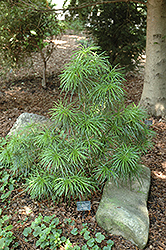 Mitsch Dwarf Umbrella Pine (Sciadopitys verticillata 'Mitsch Select') at Stonegate Gardens