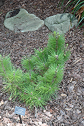Green Elf Japanese Black Pine (Pinus thunbergii 'Green Elf') at Stonegate Gardens
