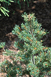 Zuisho Japanese White Pine (Pinus parviflora 'Zuisho') at Stonegate Gardens