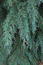 Blue Weeping Mexican Cypress (Cupressus lusitanica 'Glauca Pendula') at Stonegate Gardens