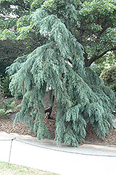Blue Weeping Mexican Cypress (Cupressus lusitanica 'Glauca Pendula') at Stonegate Gardens