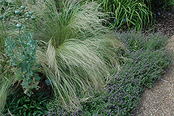 Mexican Feather Grass (Nassella tenuissima) at A Very Successful Garden Center