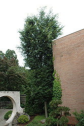 Upright Zelkova (Zelkova serrata 'Fastigiata') at Stonegate Gardens