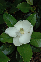 Edith Bogue Magnolia (Magnolia grandiflora 'Edith Bogue') at Stonegate Gardens