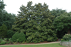 Edith Bogue Magnolia (Magnolia grandiflora 'Edith Bogue') at Stonegate Gardens