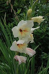 Halley Hardy Gladiola (Gladiolus nanus 'Halley') at Stonegate Gardens
