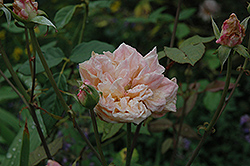 Mademoiselle Franziska Kruger Rose (Rosa 'Mademoiselle Franziska Kruger') at Stonegate Gardens