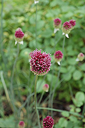 Drumstick Allium (Allium sphaerocephalon) at A Very Successful Garden Center