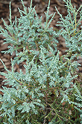 Chinese Silver Flaky Juniper (Juniperus squamata 'Chinese Silver') at Stonegate Gardens