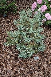 Chinese Silver Flaky Juniper (Juniperus squamata 'Chinese Silver') at Stonegate Gardens