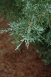 Burk's Redcedar (Juniperus virginiana 'Burkii') at Stonegate Gardens
