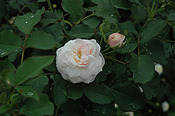 Cinderella Fairytale Rose (Rosa 'KORfobalt') at Stonegate Gardens