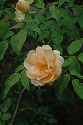 Sombreuil Rose (Rosa 'Sombreuil') at Stonegate Gardens