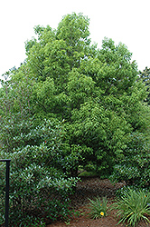 Myrtle Oak (Quercus myrtifolia) at Stonegate Gardens