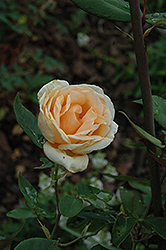Lady Hillingdon Rose (Rosa 'Lady Hillingdon') at Wallitsch Nursery And Garden Center