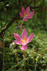 Rain Lily (Zephyranthes macrosiphon) at Stonegate Gardens