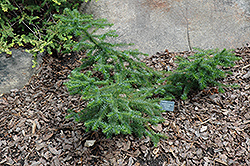 Greer's Dwarf Chinese Fir (Cunninghamia lanceolata 'Greer's Dwarf') at Stonegate Gardens