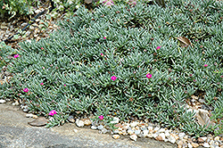 Shrubby Ice Plant (Ruschia pulvinaris) at Stonegate Gardens