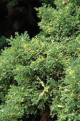 Saffron Spray Hinoki Falsecypress (Chamaecyparis obtusa 'Saffron Spray') at Stonegate Gardens