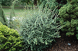 Cretan Maple (Acer sempervirens) at A Very Successful Garden Center