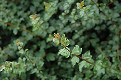 Cretan Maple (Acer sempervirens) at Lakeshore Garden Centres