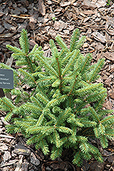 Asselyn Dwarf Norway Spruce (Picea abies 'Compacta Asselyn') at Stonegate Gardens
