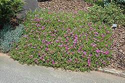 Purple Ice Plant (Delosperma cooperi) at Stonegate Gardens