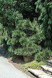 Angelica's Thunderhead Japanese Black Pine (Pinus thunbergii 'Angelica's Thunderhead') at Stonegate Gardens