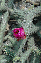 Tree Cholla Cactus (Opuntia imbricata) at Stonegate Gardens