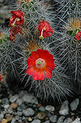 Mojave Mound Cactus (Echinocereus polyacanthus) at Stonegate Gardens