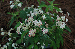 Shirotae Hydrangea (Hydrangea serrata 'Shirotae') at Lakeshore Garden Centres