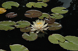 William Falconer Hardy Water Lily (Nymphaea 'William Falconer') at Stonegate Gardens