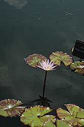 Madame Ganna Walska Tropical Water Lily (Nymphaea 'Madame Ganna Walska') at Stonegate Gardens