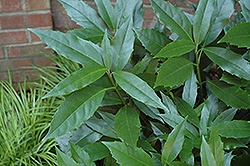 Sawtoothed Japanese Aucuba (Aucuba japonica 'Serratifolia') at Lakeshore Garden Centres