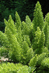 Foxtail Fern (Asparagus meyeri) at Stonegate Gardens