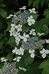 Lanarth White Hydrangea (Hydrangea macrophylla 'Lanarth White') at Stonegate Gardens
