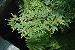 Fjellheim Japanese Maple (Acer palmatum 'Fjellheim') at Stonegate Gardens