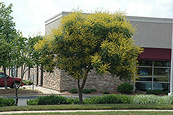 Golden Rain Tree (Koelreuteria paniculata) at Lakeshore Garden Centres