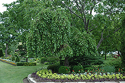 Weeping Mulberry (Morus alba 'Pendula') at Stonegate Gardens