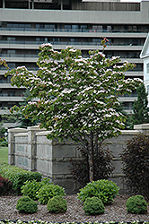 Flowering Dogwood (Cornus florida) at Stonegate Gardens