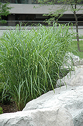 Zebra Grass (Miscanthus sinensis 'Zebrinus') at Stonegate Gardens