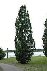 Pyramidal English Oak (Quercus robur 'Fastigiata') at Stonegate Gardens
